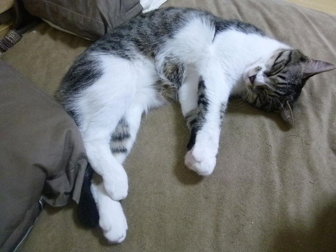 九游官网入口活动-北京鸭关键战役中坚持团队协作稳住局势