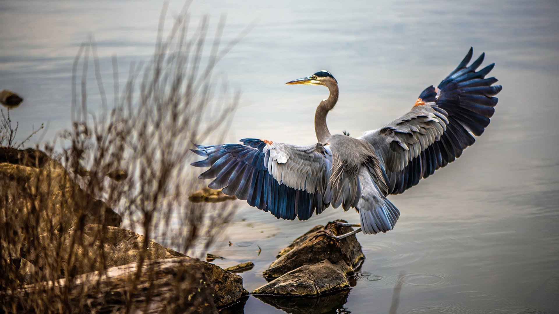 九游娱乐下载-技术数据显示自由泳冠军滑行占比超20%，自由泳 滑行