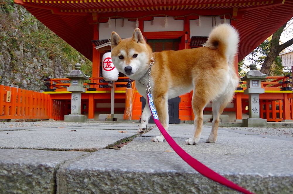 九游娱乐入口-“帕布罗·马特拉：全能后卫的崛起，带领美洲狮队走向新高峰”  第3张