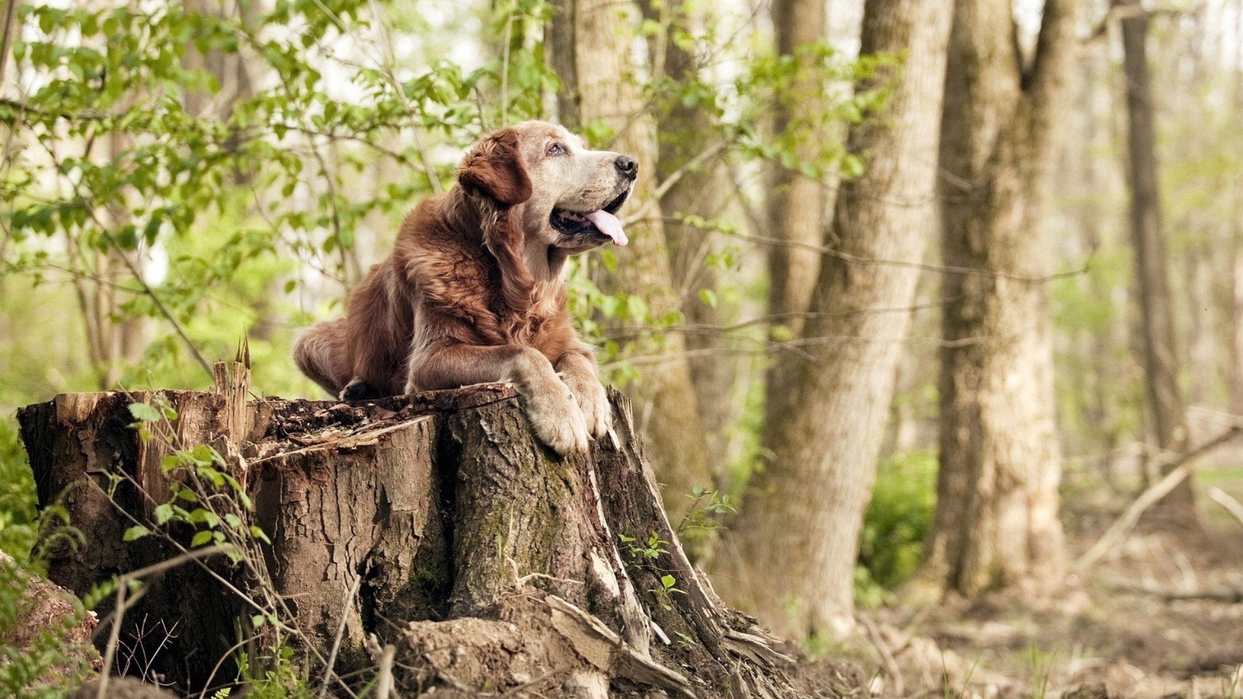 九游娱乐官方平台-“马科斯·莫奇的精准防守与强硬风格，成就美洲狮队的防守基础”