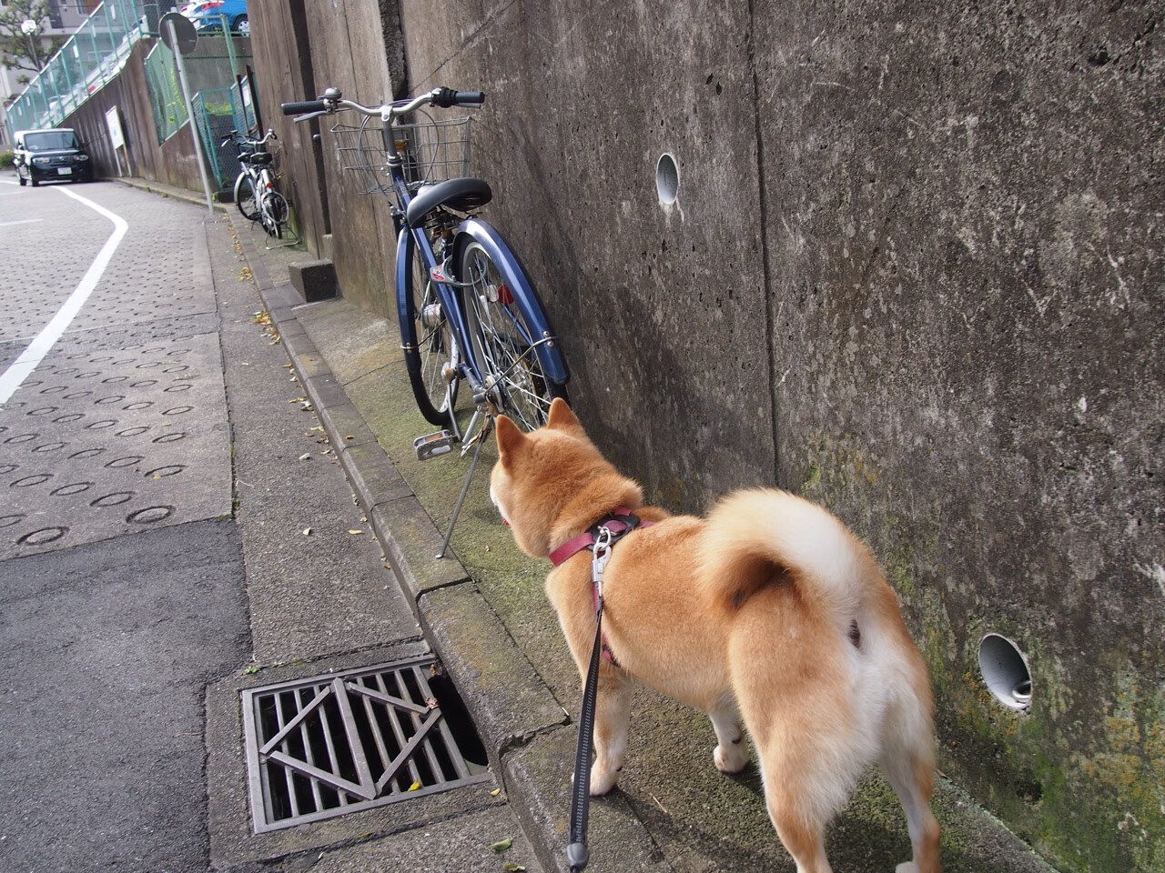 九游官网入口地址-史密斯女子200米仰泳决赛表现无懈可击，女子200米仰泳决赛冠军